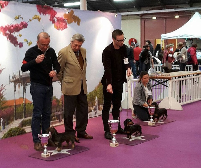 Des Cités D'isis - Nationale dog show Valence 